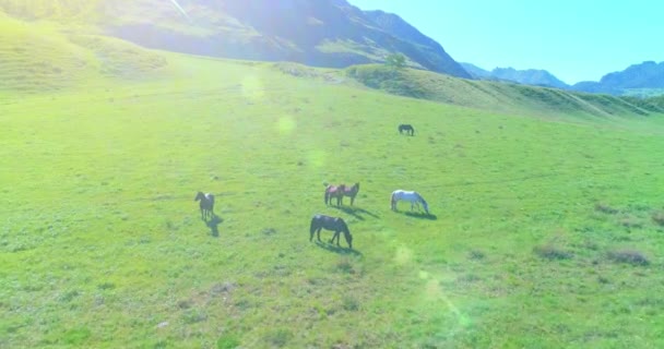 牧草地で野生の馬の群れの上の飛行。春の山野生の自然。自由生態学の概念. — ストック動画