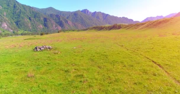 Yabani atların üzerinden uçarak çayırdaki sürüyü güderler. Bahar dağları vahşi doğa. Özgürlük ekolojisi kavramı. — Stok video