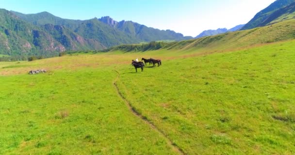 Vlucht over wilde paarden kudde op weide. Lente bergen wilde natuur. Vrijheid ecologisch concept. — Stockvideo