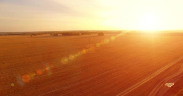 UHD 4K vedere aeriană. Zbor în aer deasupra câmpului rural de grâu galben — Videoclip de stoc