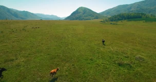 Nízká nadmořská výška letu přes čerstvé rychlé horské řeky se skálami na slunné letní ráno. — Stock video