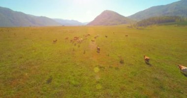 Güneşli yaz sabahında kayalarla birlikte taze, hızlı dağ nehri üzerinde alçak irtifa uçuşu..
