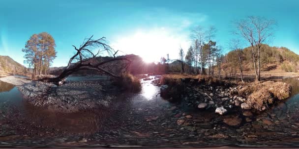 360 VR realidade virtual de uma montanha selvagem, pinhal e fluxos de rio. Parque nacional, prado e raios de sol. — Vídeo de Stock