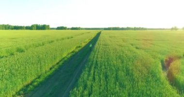 Kırsal yoldaki bir çim tarlasında bisiklet süren genç bir çocuğun hava manzarası. Güneş ışığı ve ışınlar.