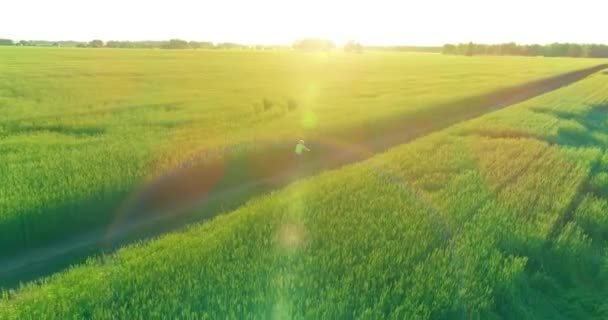 Aerial view on young boy, that rides a bicycle thru a wheat grass field on the old rural road. Sunlight and beams. — Stock Video