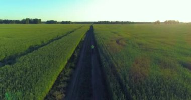 Kırsal yoldaki bir çim tarlasında bisiklet süren genç bir çocuğun hava manzarası. Güneş ışığı ve ışınlar.