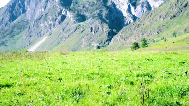 하이킹 배낭 녹색 산 초원에 산책 하는 남자. 여름 스포츠와 레크리에이션의 개념. — 비디오