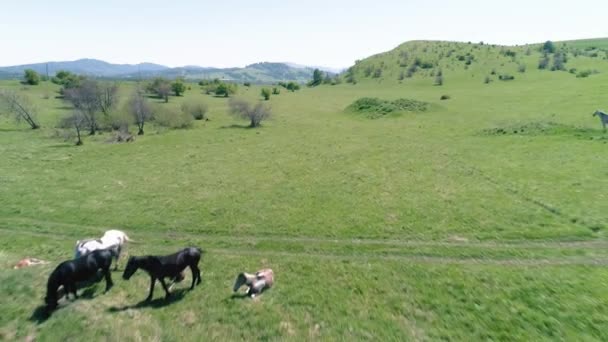 Flug über die Wildpferdeherde auf der Bergwiese. Sommerberge wilde Natur. Freiheits-Ökologiekonzept. — Stockvideo