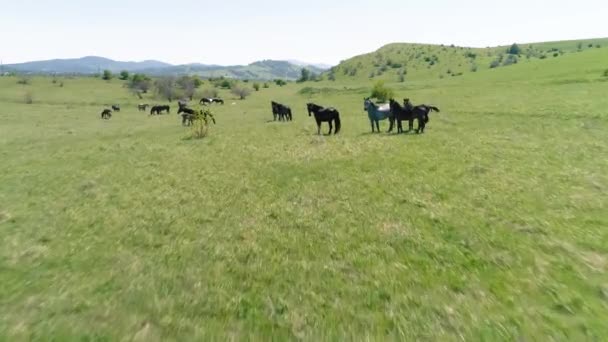 Vol au-dessus de chevaux sauvages troupeau sur prairie de montagne. Montagnes d'été nature sauvage. Liberté concept écologie. — Video