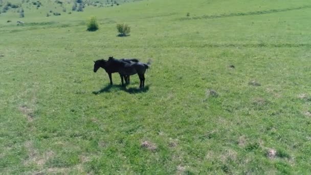 Vuelo sobre el rebaño de caballos salvajes en el prado de montaña. Verano montañas naturaleza salvaje. Concepto de ecología de libertad. — Vídeo de stock