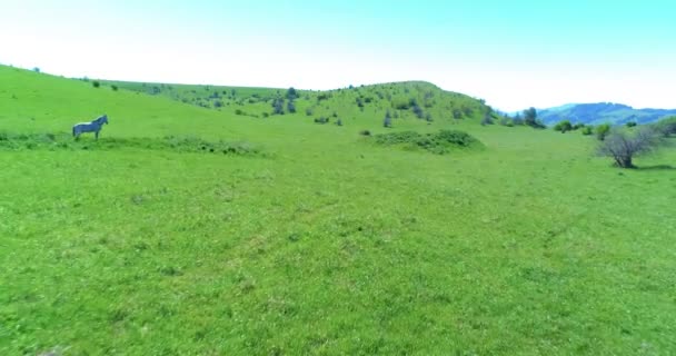 山の牧草地で野生の馬の群れ以上の飛行。夏の山野生自然。自由生態学の概念. — ストック動画