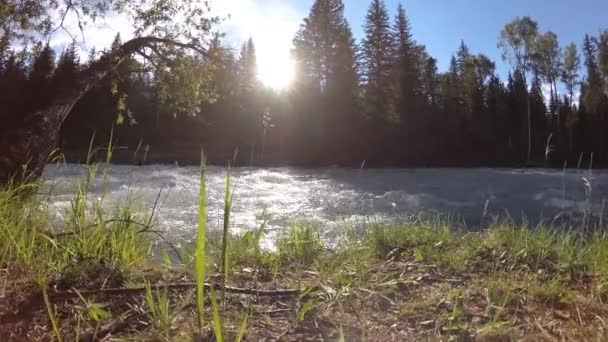 Meadow at mountain river bank. Landscape with green grass, pine trees and sun rays. Movement on motorised slider dolly. — Stock Video