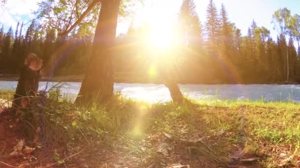 Prato sulla riva del fiume di montagna. Paesaggio con erba verde, pini e raggi del sole. Movimento su carrello scorrevole motorizzato. — Video Stock