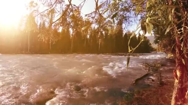 Prado na margem do rio da montanha. Paisagem com grama verde, pinheiros e raios de sol. Movimento em boneca deslizante motorizada. — Vídeo de Stock