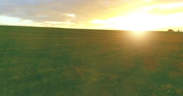Політ над сільським літнім пейзажем з нескінченним жовтим полем у сонячний літній вечір. Сільськогосподарські угіддя на осінньому сході сонця — стокове відео