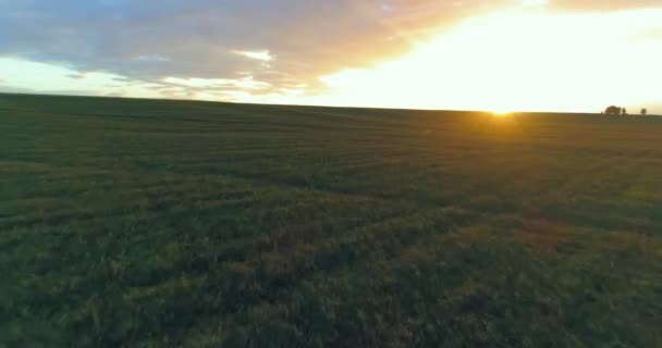 Vuelo sobre el paisaje rural de verano con un campo amarillo infinito en la soleada noche de verano. Campos agrícolas al amanecer de otoño — Vídeo de stock