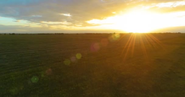 晴れた夏の夜に無限の黄色のフィールドと農村部の夏の風景の上の飛行。秋の日の出の農地 — ストック動画