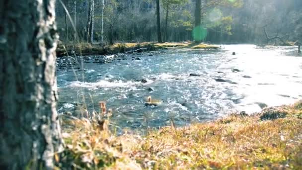 돌리 슬라이더는 숲 근처에 있는 산의 강에서 물을 튀기는 장면을 찍었다. 물갈퀴 바위와 태양 광선. 수평 안정적 인 움직임. — 비디오