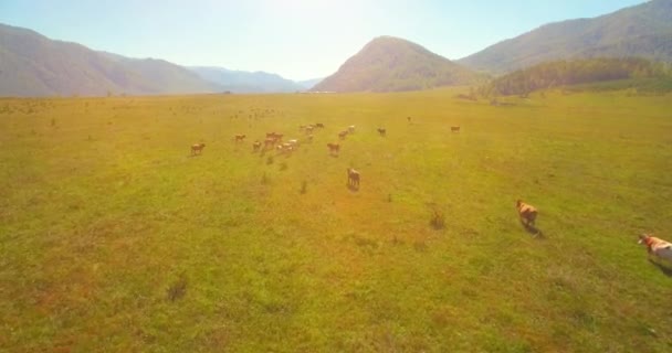 Tiefflug über frischen schnellen Gebirgsfluss mit Felsen an sonnigem Sommermorgen. — Stockvideo