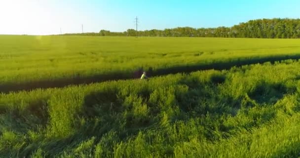 Letecký pohled na mladého chlapce, který jede na kole přes pšeničné trávníkové pole na staré venkovské silnici. Sluneční světlo a paprsky. — Stock video