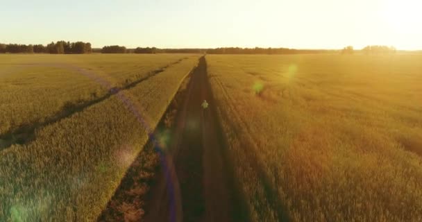 Légi felvétel fiatal fiúról, aki biciklizik egy búzafüves mezőn a régi vidéki úton. Napfény és gerendák. — Stock videók