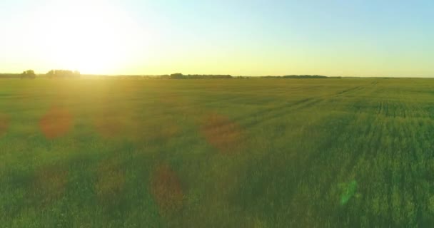 Laaggelegen vlucht boven landelijk zomerveld met eindeloos geel landschap op zomerzonnige avond. Zonnestralen aan de horizon. — Stockvideo
