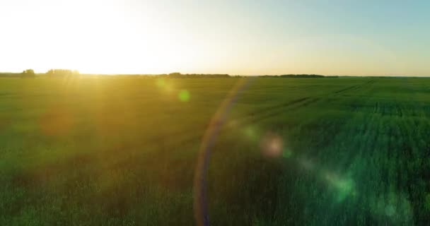 Vol à basse altitude au-dessus d'un champ d'été rural avec un paysage jaune infini en soirée ensoleillée d'été. Rayons solaires à l'horizon.