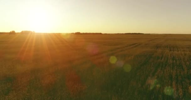 Yaz mevsiminde, sonsuz sarı manzaralı kırsal arazinin üzerinde alçak irtifa uçuşu. Ufuktaki güneş ışınları. — Stok video
