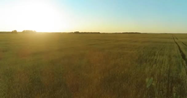 Tiefflug über ländlichem Sommerfeld mit endlos gelber Landschaft am sonnigen Sommerabend. Sonnenstrahlen am Horizont. — Stockvideo