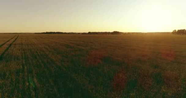 Laaggelegen vlucht boven landelijk zomerveld met eindeloos geel landschap op zomerzonnige avond. Zonnestralen aan de horizon. — Stockvideo