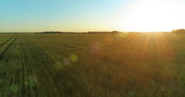 Vol à basse altitude au-dessus d'un champ d'été rural avec un paysage jaune infini en soirée ensoleillée d'été. Rayons solaires à l'horizon.