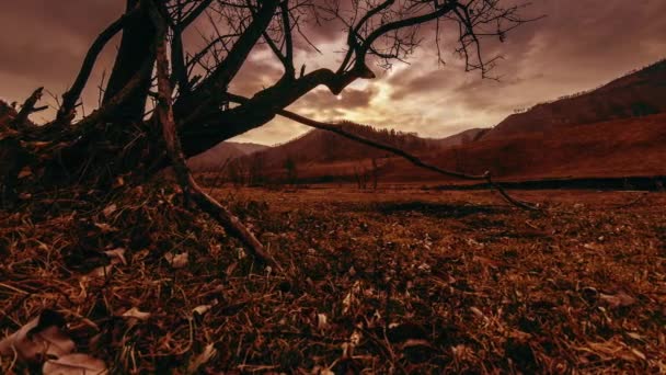 Время смерти дерева и сухой желтой травы на горном ландшафте с облаками и солнечными лучами. Горизонтальное скольжение Стоковое Видео