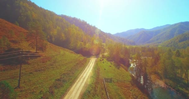 Mid vzduchu letu nad čerstvý horský řeky a pastviny na ráno. Venkova polní cesta níže. Krávy a auto. — Stock video