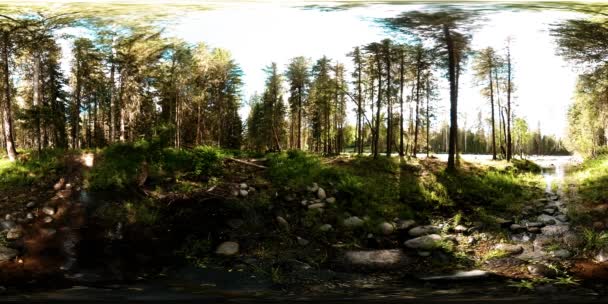 360 VR realidad virtual de un bosque salvaje. Bosque de pinos, pequeño río de montaña rápido y frío. Parque Nacional. — Vídeos de Stock