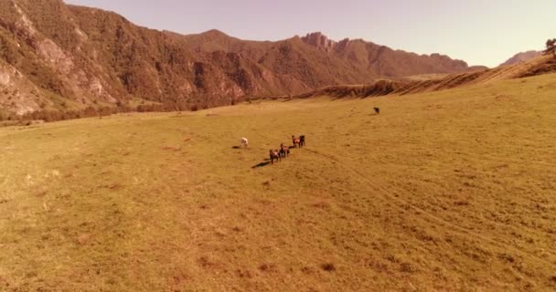 Vol au-dessus de chevaux sauvages troupeau sur prairie. Montagnes printanières nature sauvage. Liberté concept écologie. — Video