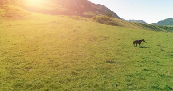 牧草地で野生の馬の群れの上の飛行。春の山野生の自然。自由生態学の概念. — ストック動画