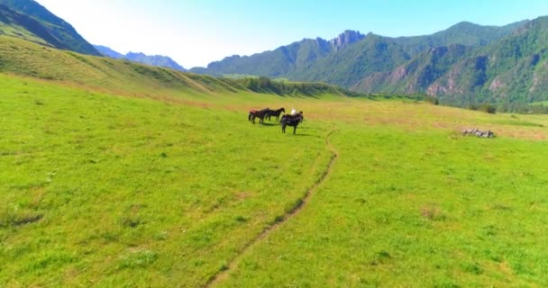 Vlucht over wilde paarden kudde op weide. Lente bergen wilde natuur. Vrijheid ecologisch concept. — Stockvideo