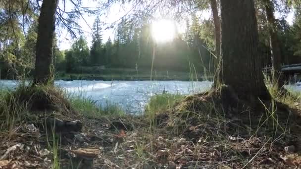 Weidegebied aan de bergrivieroever. Landschap met groen gras, pijnbomen en zonnestralen. Beweging op gemotoriseerde schuifdolly. — Stockvideo