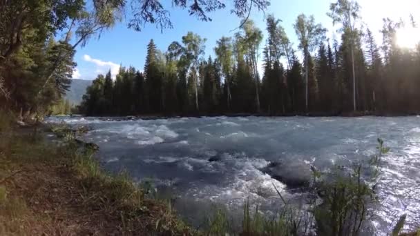 Prairie au bord de la rivière de montagne. Paysage avec herbe verte, pins et rayons du soleil. Mouvement sur poupée coulissante motorisée.