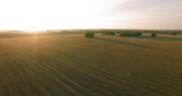 UHD 4K вид сверху. Полет над полем из жёлтой пшеницы — стоковое видео