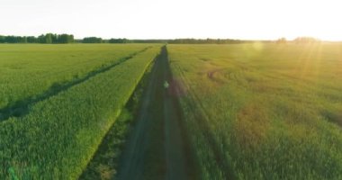 Kırsal yoldaki bir çim tarlasında bisiklet süren genç bir çocuğun hava manzarası. Güneş ışığı ve ışınlar.