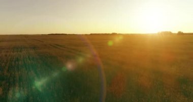 Yaz mevsiminde, sonsuz sarı manzaralı kırsal arazinin üzerinde alçak irtifa uçuşu. Ufuktaki güneş ışınları.