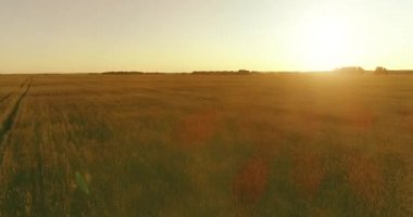 Yaz mevsiminde, sonsuz sarı manzaralı kırsal arazinin üzerinde alçak irtifa uçuşu. Ufuktaki güneş ışınları.