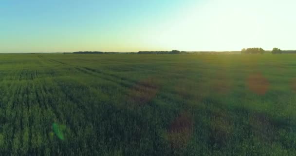 Voo de baixa altitude acima do campo de verão rural com infinita paisagem amarela na noite ensolarada de verão. Raios solares no horizonte. — Vídeo de Stock