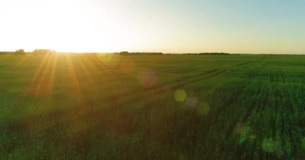 Vol à basse altitude au-dessus d'un champ d'été rural avec un paysage jaune infini en soirée ensoleillée d'été. Rayons solaires à l'horizon.