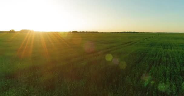 Tiefflug über ländlichem Sommerfeld mit endlos gelber Landschaft am sonnigen Sommerabend. Sonnenstrahlen am Horizont. — Stockvideo