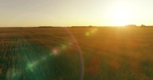 Vol à basse altitude au-dessus d'un champ d'été rural avec un paysage jaune infini en soirée ensoleillée d'été. Rayons solaires à l'horizon. — Video