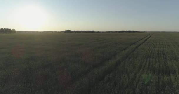 Tiefflug über ländlichem Sommerfeld mit endlos gelber Landschaft am sonnigen Sommerabend. Sonnenstrahlen am Horizont. — Stockvideo