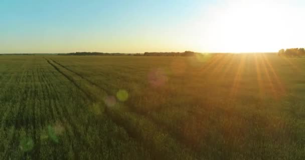 Vol à basse altitude au-dessus d'un champ d'été rural avec un paysage jaune infini en soirée ensoleillée d'été. Rayons solaires à l'horizon.
