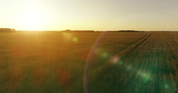 Vol à basse altitude au-dessus d'un champ d'été rural avec un paysage jaune infini en soirée ensoleillée d'été. Rayons solaires à l'horizon. — Video